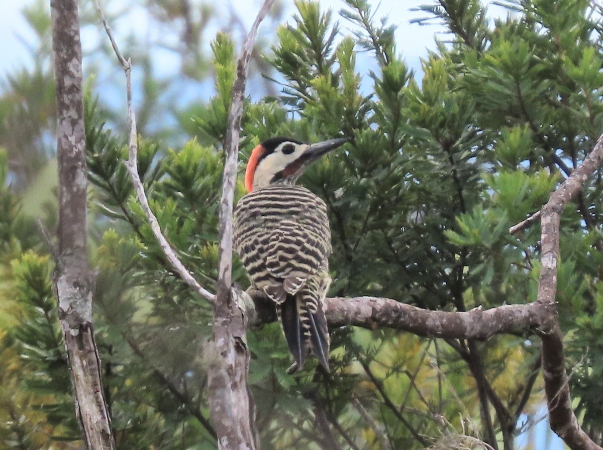 Green-barred Woodpecker - ML631158572
