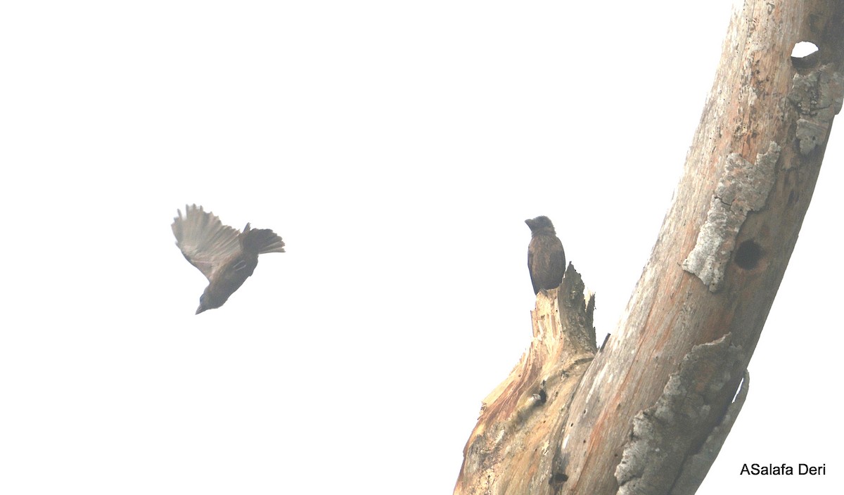 Naked-faced Barbet (Naked-faced) - ML631158579