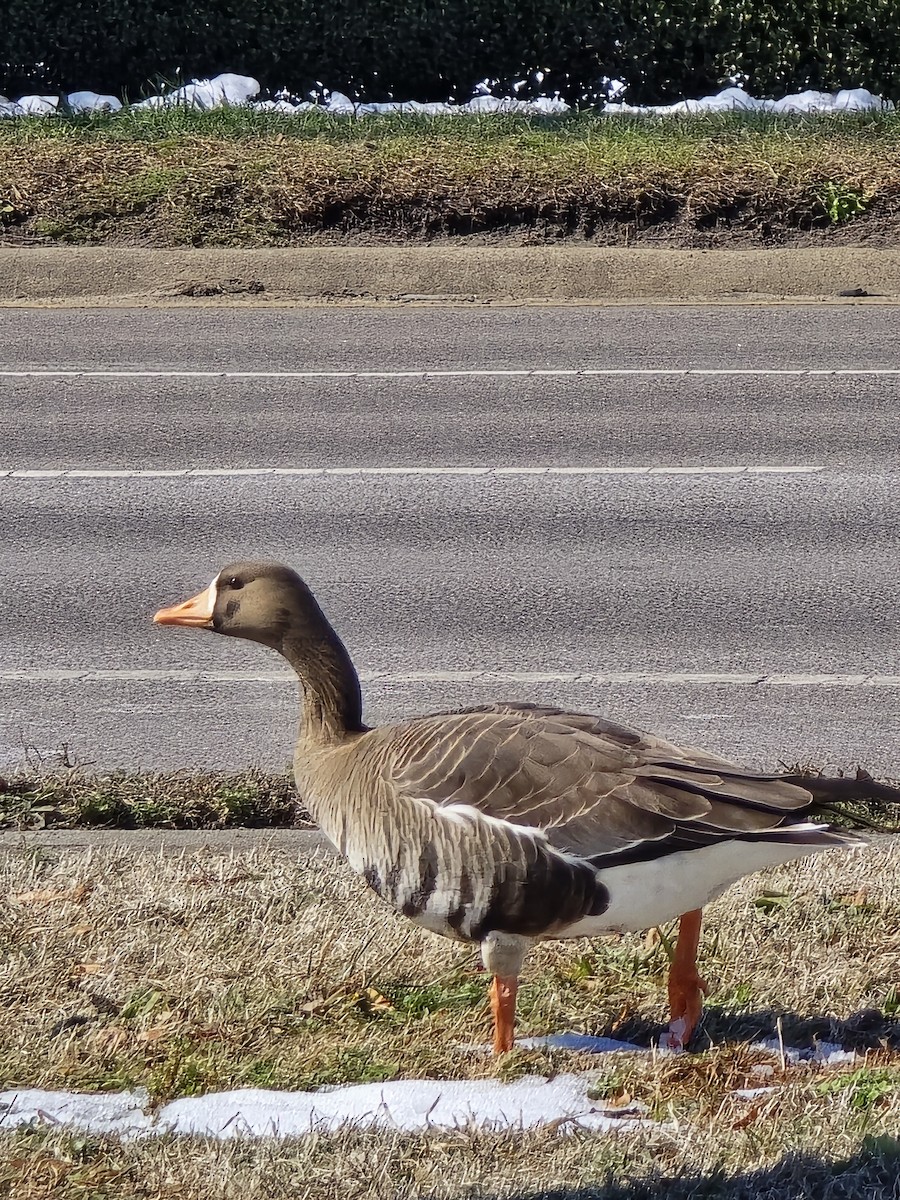 Greater White-fronted Goose - ML631158600