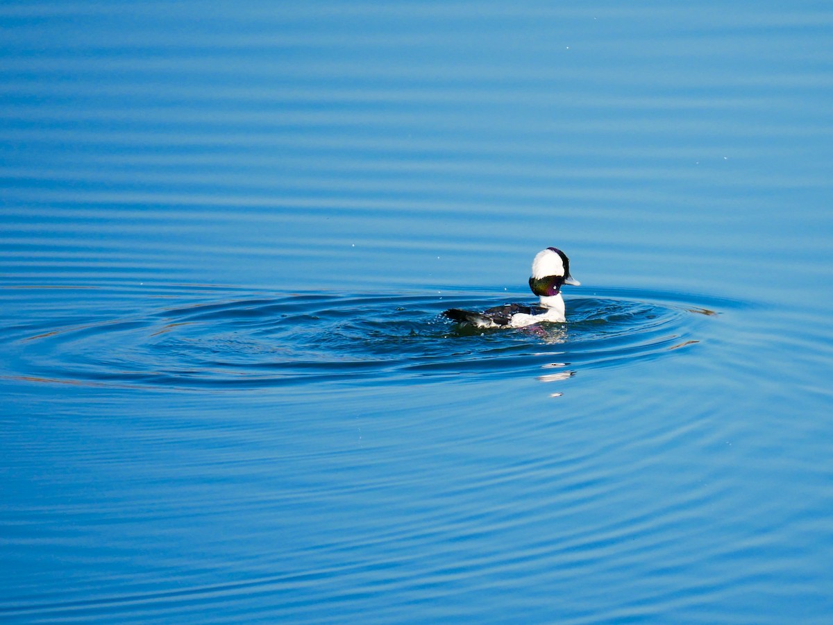 Bufflehead - ML631158610