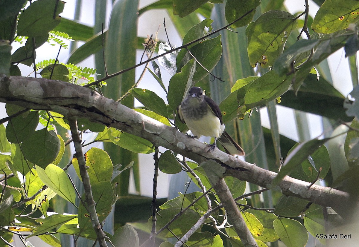 Swamp Greenbul - ML631159001