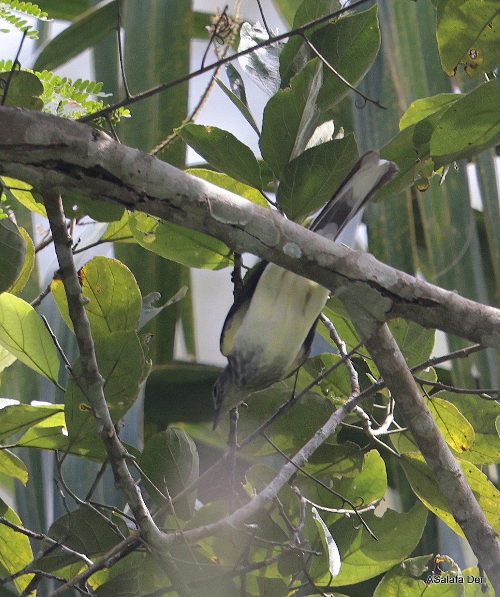 Swamp Greenbul - ML631159002