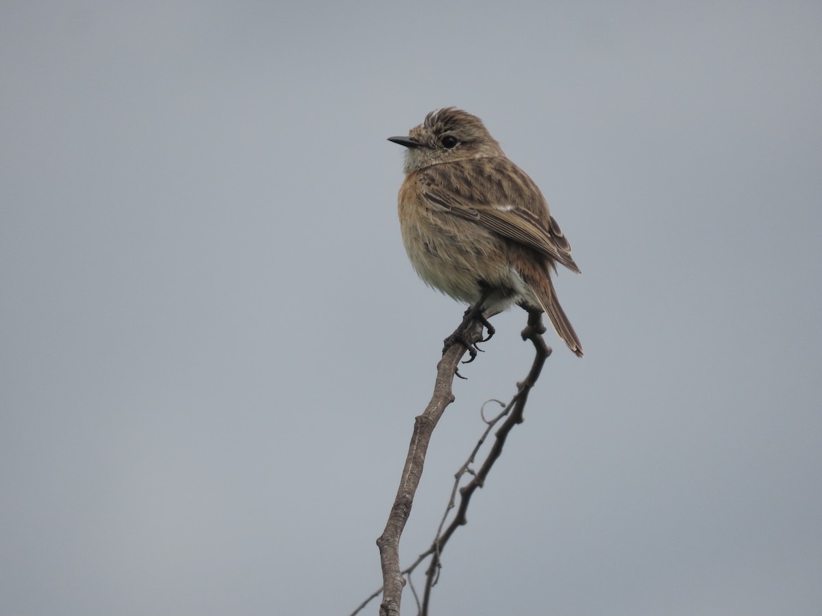European Stonechat - ML631159232
