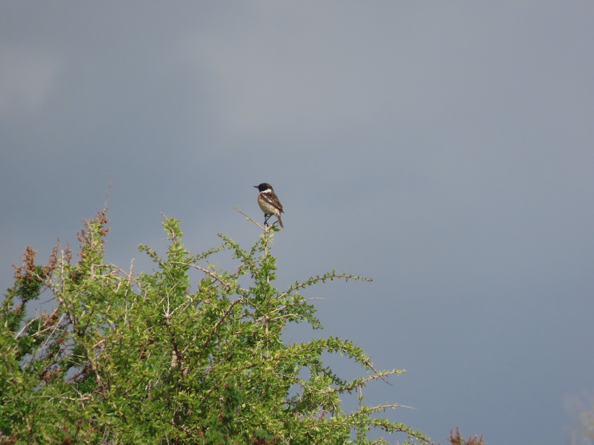 European Stonechat - ML631159294