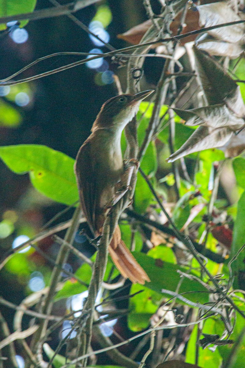 Pernambuco Foliage-gleaner - ML631159316