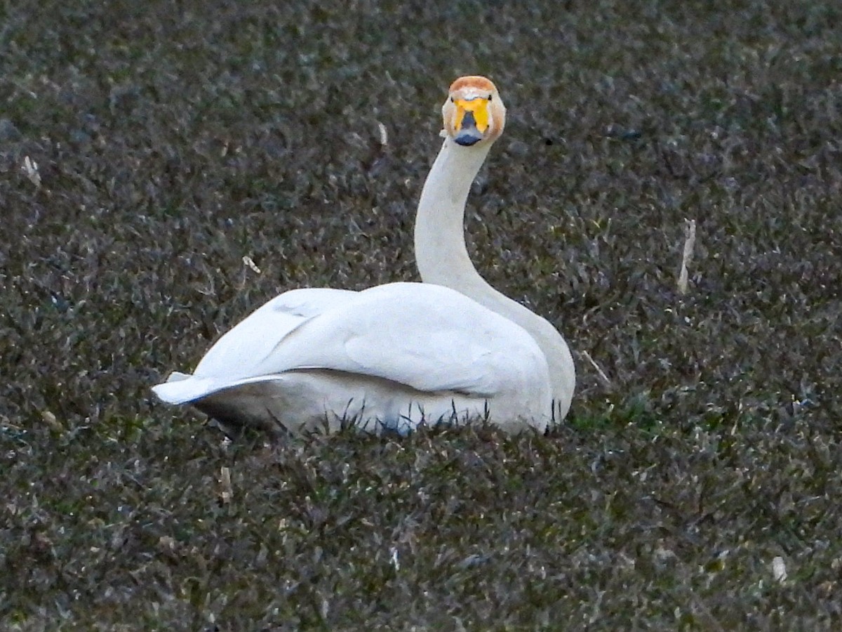 Whooper Swan - ML631159402