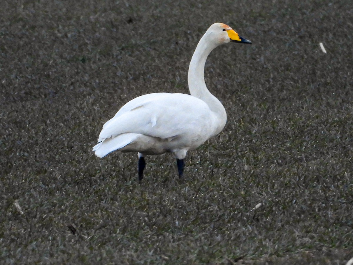 Whooper Swan - ML631159403