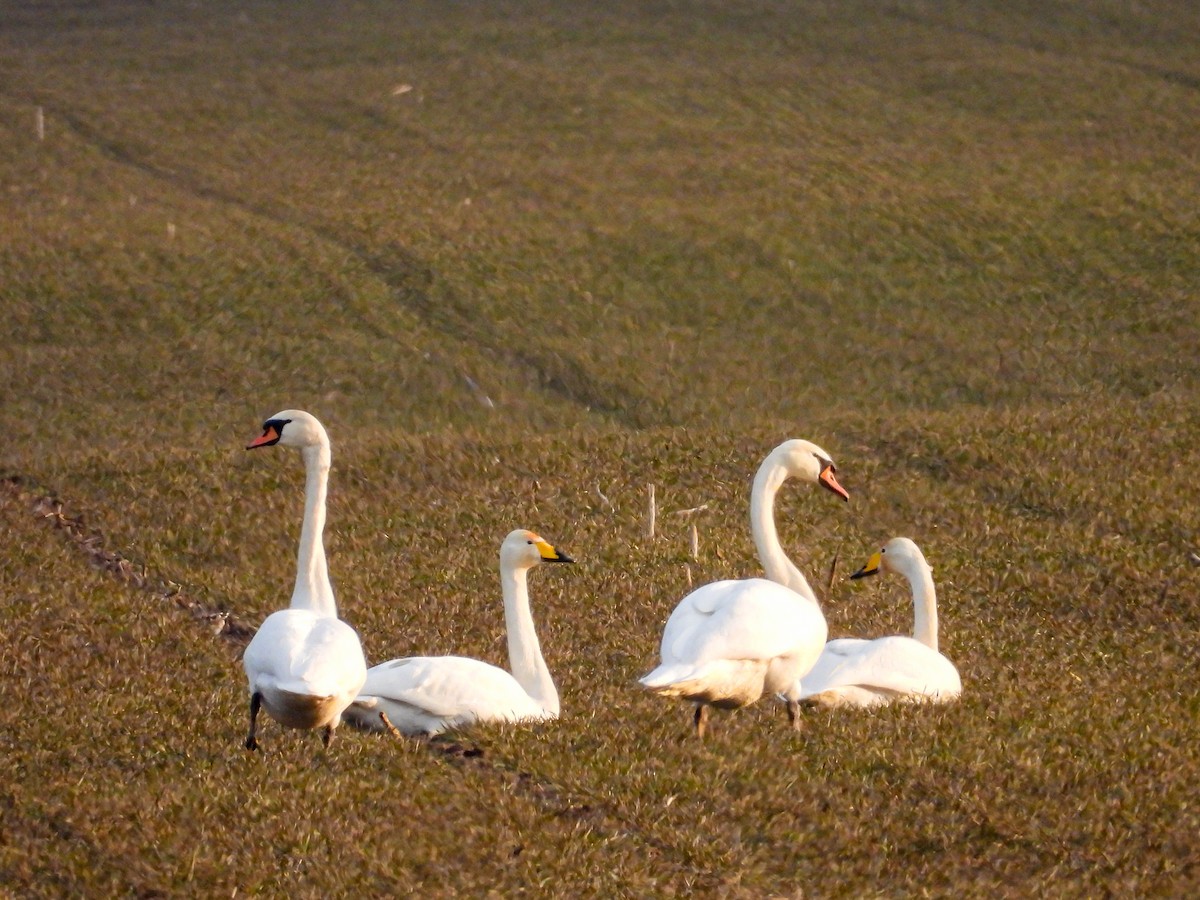 Whooper Swan - ML631159407