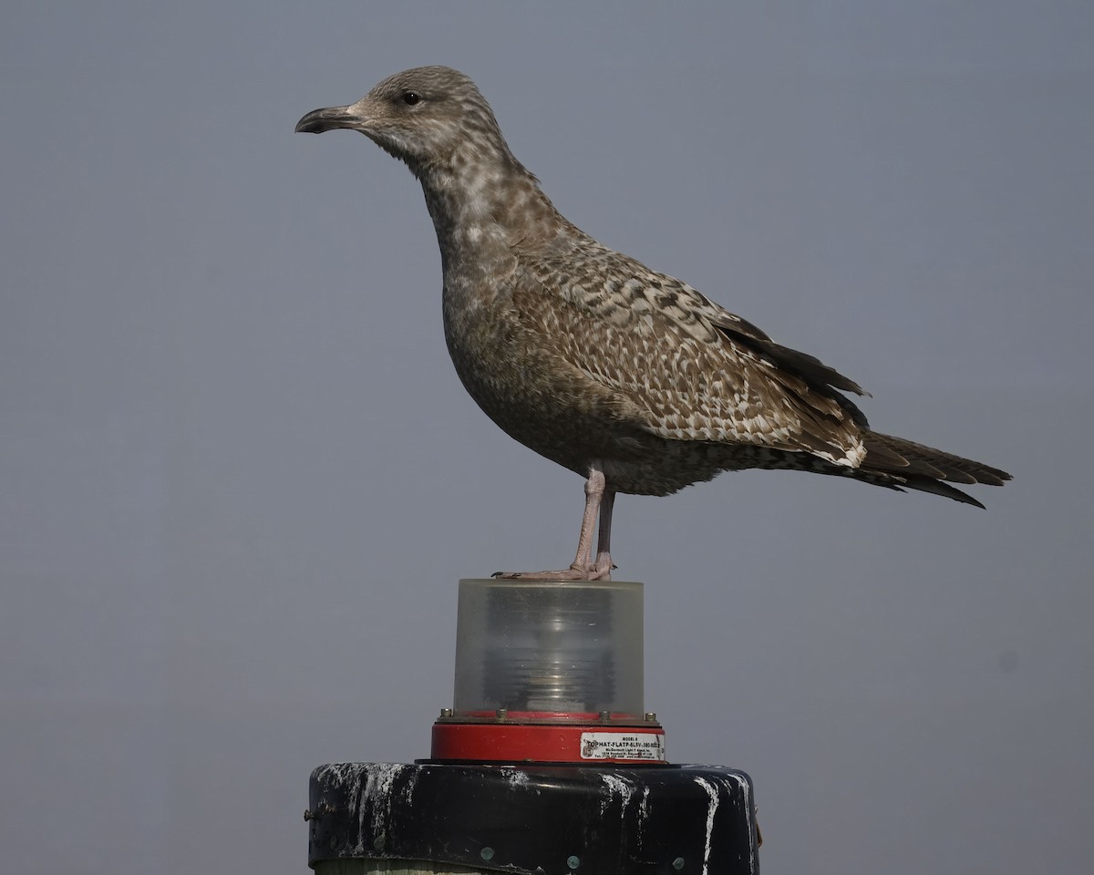 American Herring Gull - ML631159559