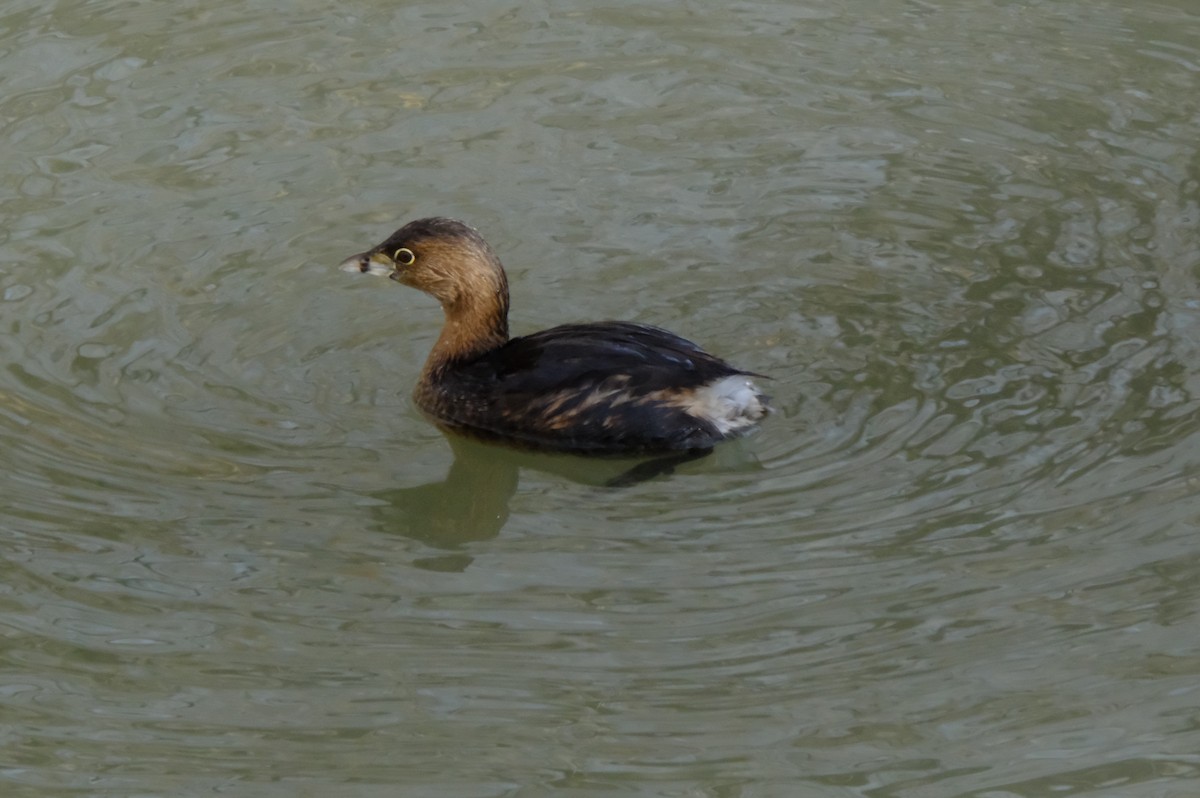 Pied-billed Grebe - ML631159743