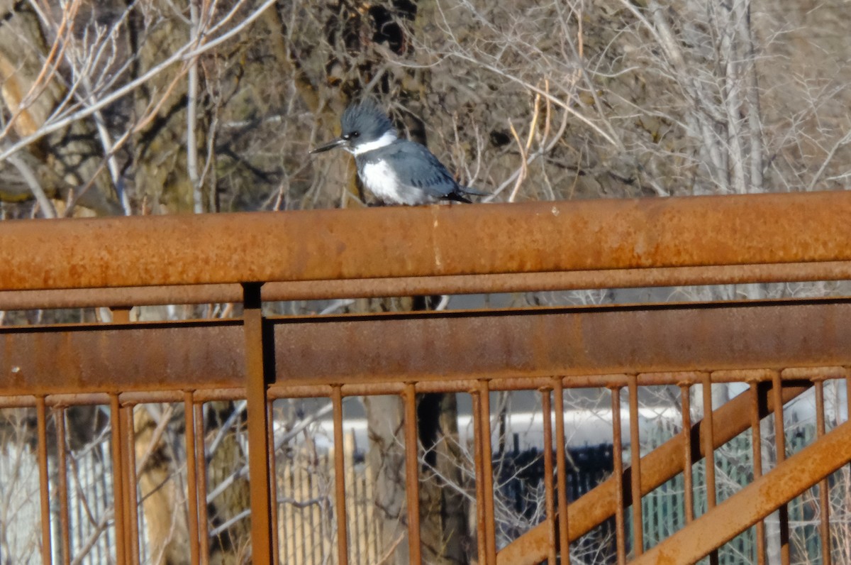 Belted Kingfisher - ML631159757