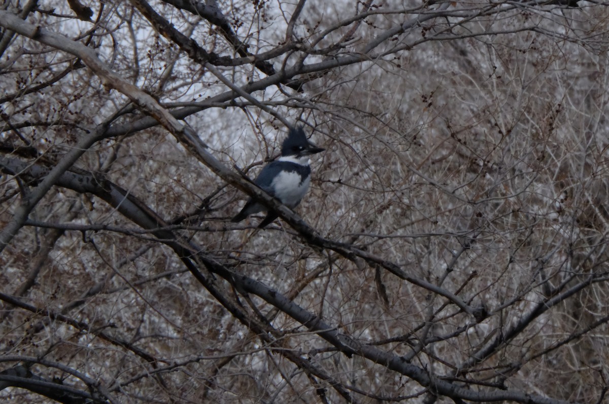 Belted Kingfisher - ML631159758