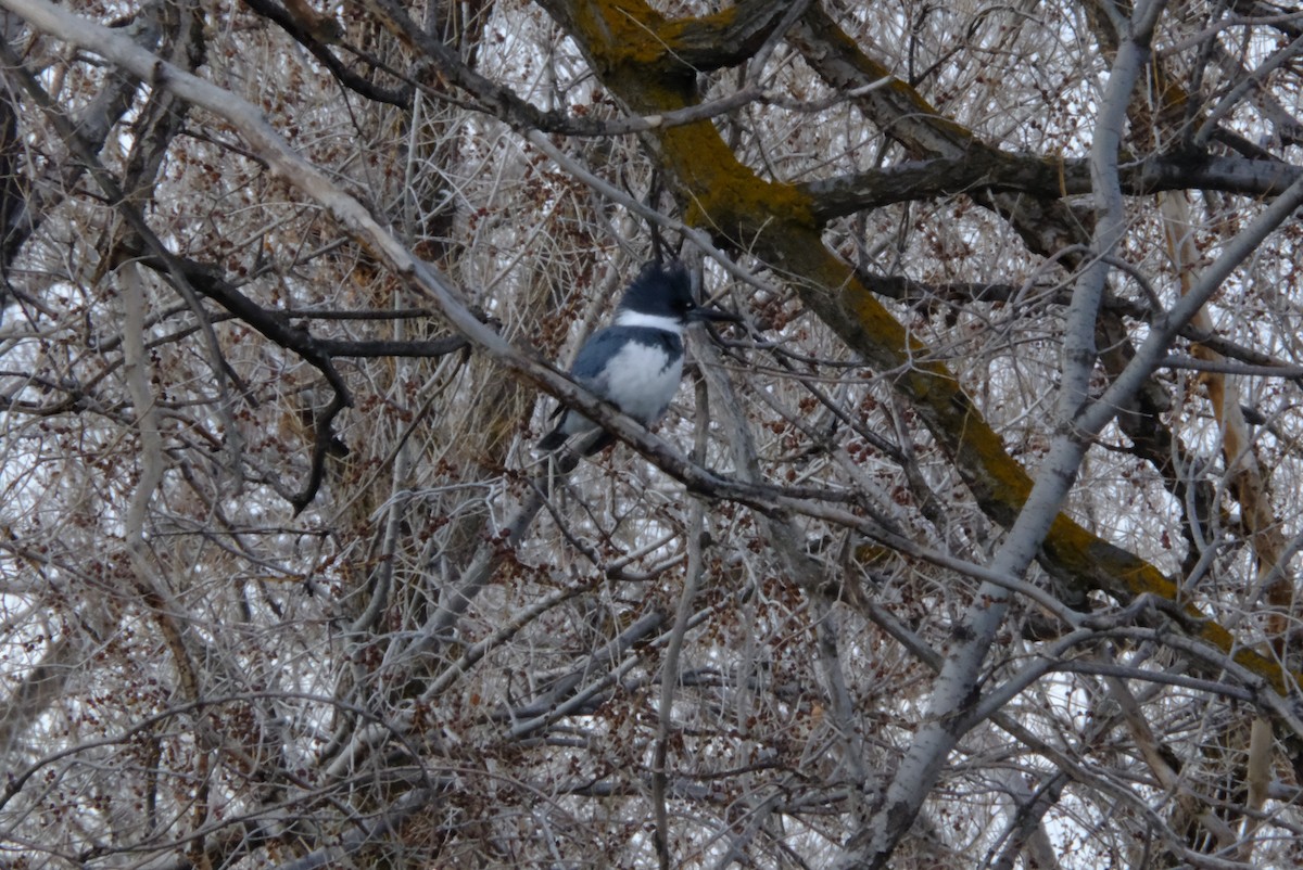 Belted Kingfisher - ML631159759