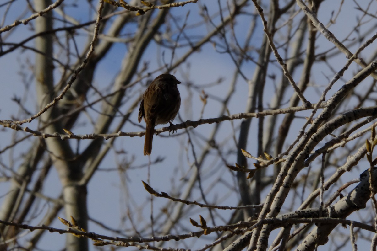 Song Sparrow - ML631159798