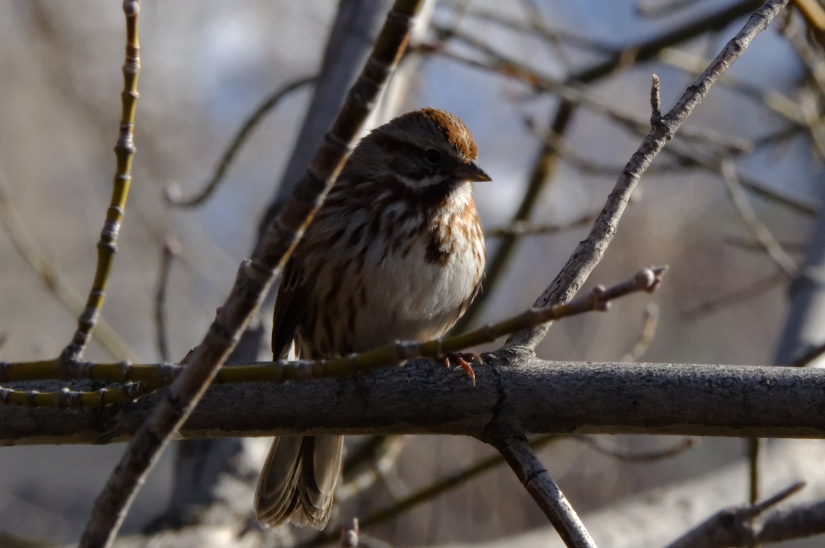 Song Sparrow - ML631159799