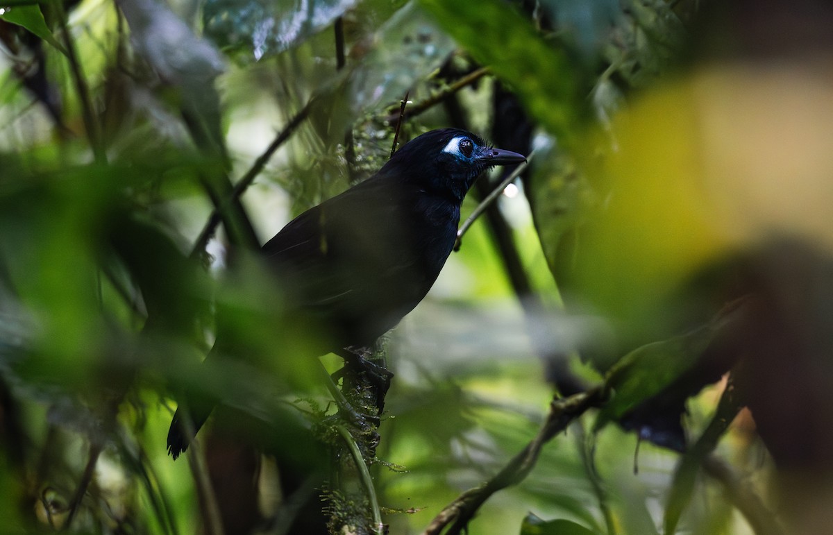Zeledon's Antbird - ML631159873