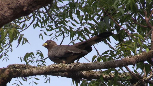 Eastern Plantain-eater - ML631159889
