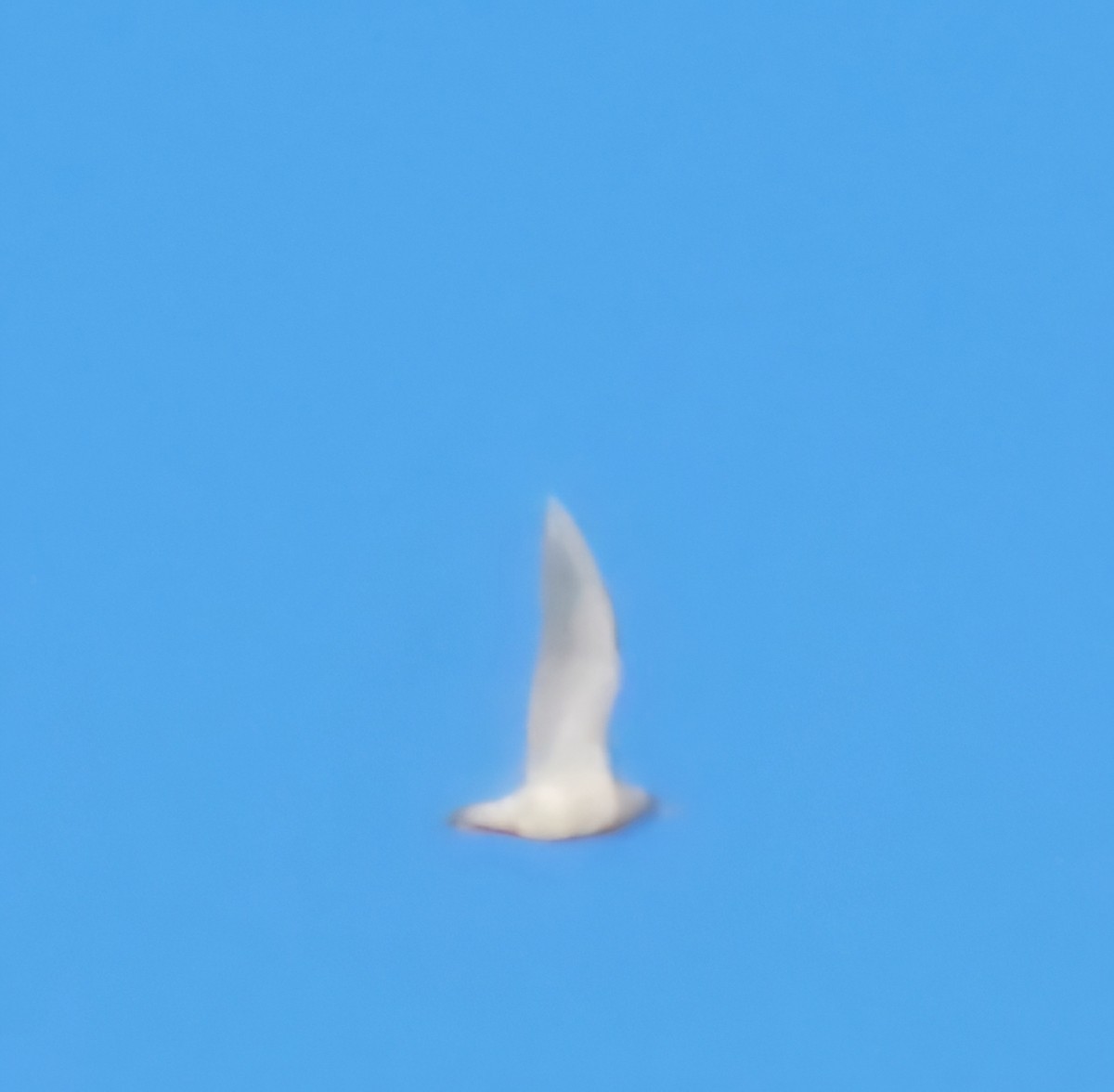 Iceland Gull - ML631159992
