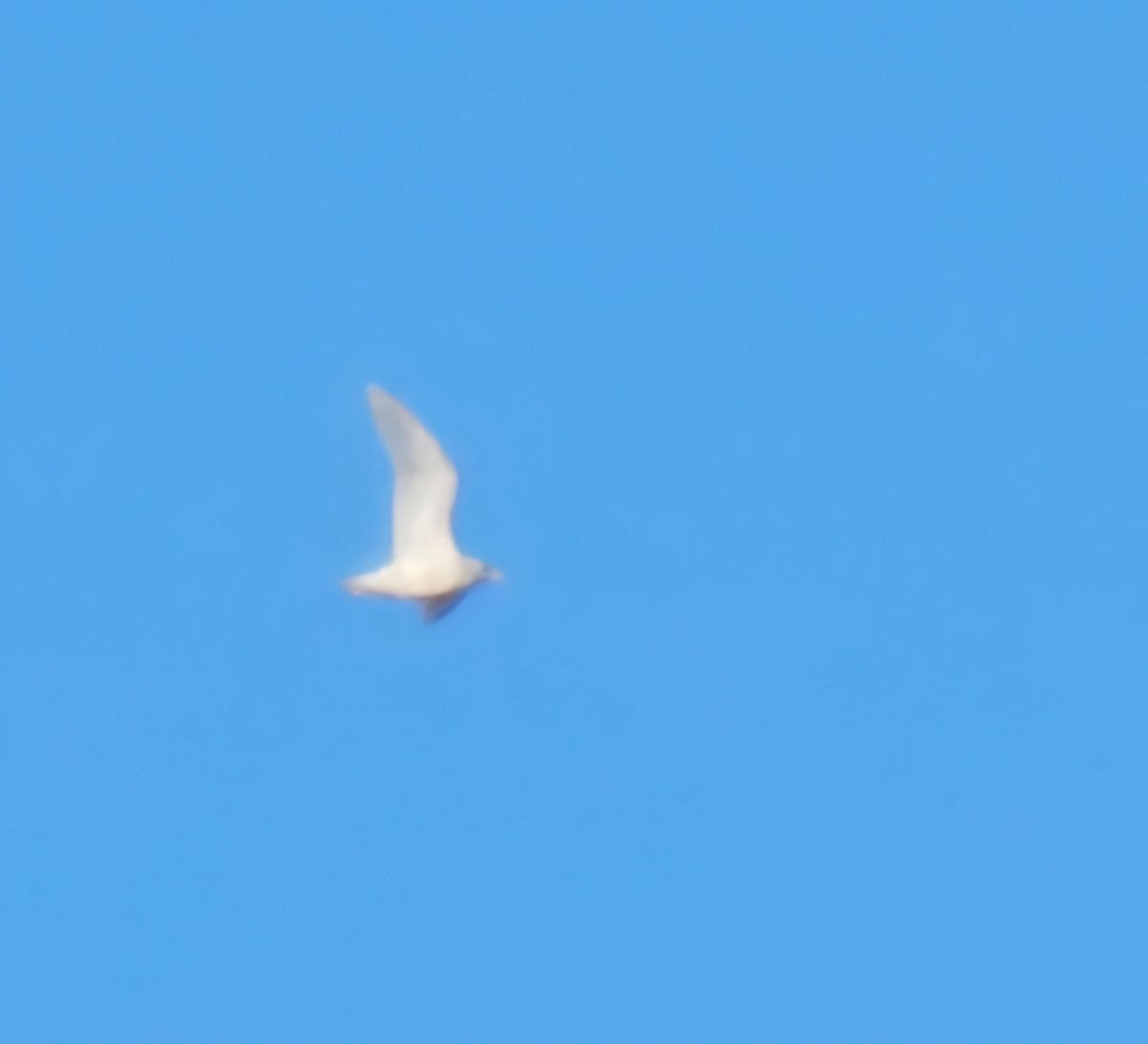 Iceland Gull - ML631159993
