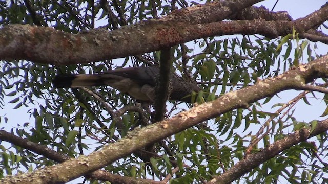 Eastern Plantain-eater - ML631160021