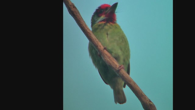 Malabar Barbet - ML631160065