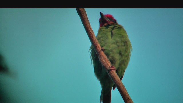 Malabar Barbet - ML631160072