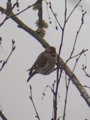 Redpoll (Common) - ML631160100