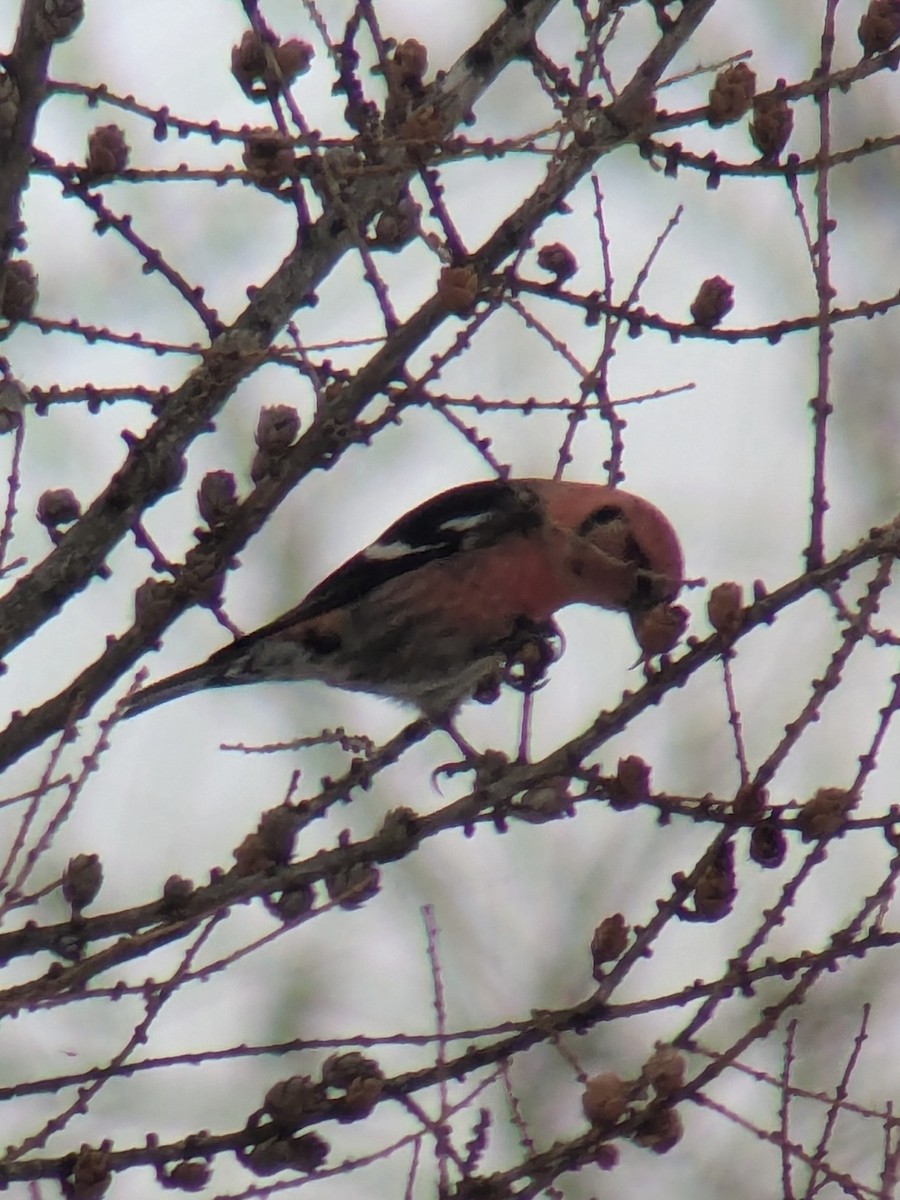 White-winged Crossbill - ML631160139