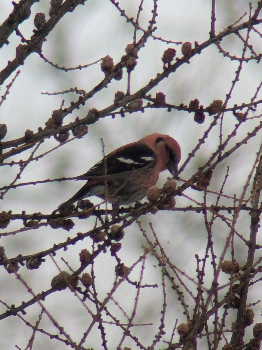 White-winged Crossbill - ML631160140