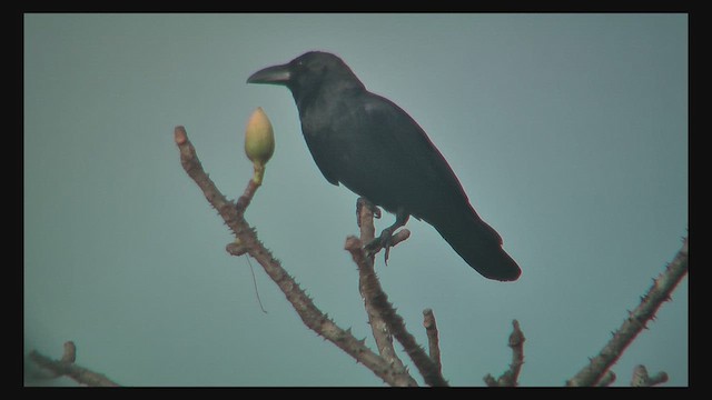 Large-billed Crow (Indian Jungle) - ML631160144