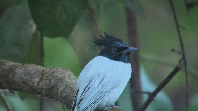 カワリサンコウチョウ - ML631160147