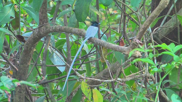 カワリサンコウチョウ - ML631160162