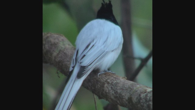 カワリサンコウチョウ - ML631160164