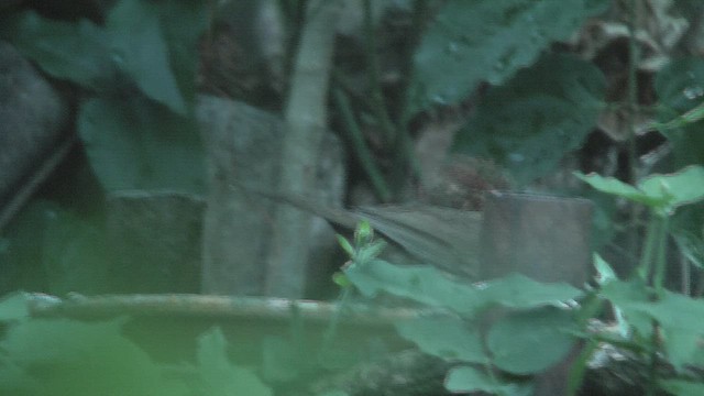 Puff-throated Babbler - ML631160166