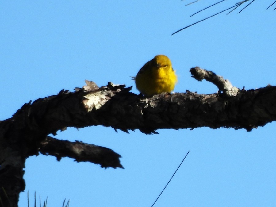 Pine Warbler - ML631160248