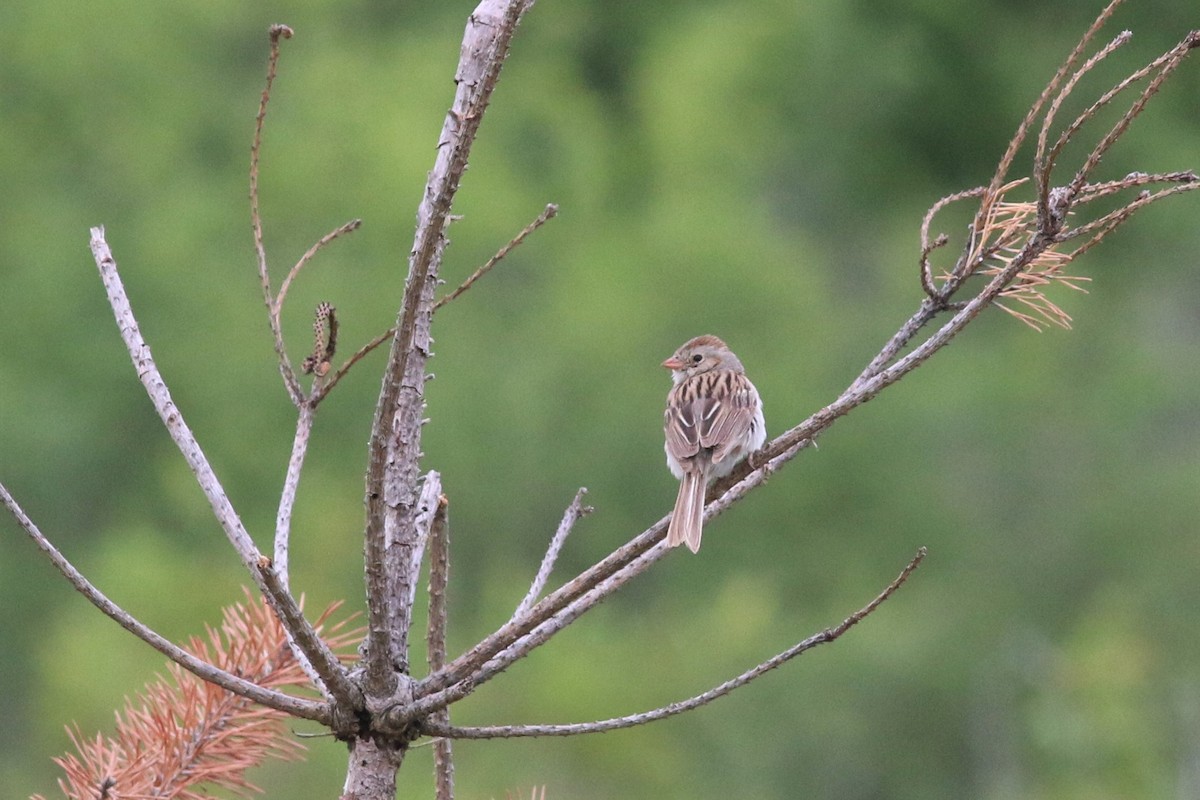 Clay-colored x Field Sparrow (hybrid) - ML631160288