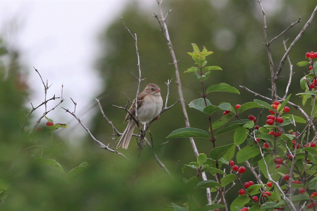 Clay-colored x Field Sparrow (hybrid) - ML631160289