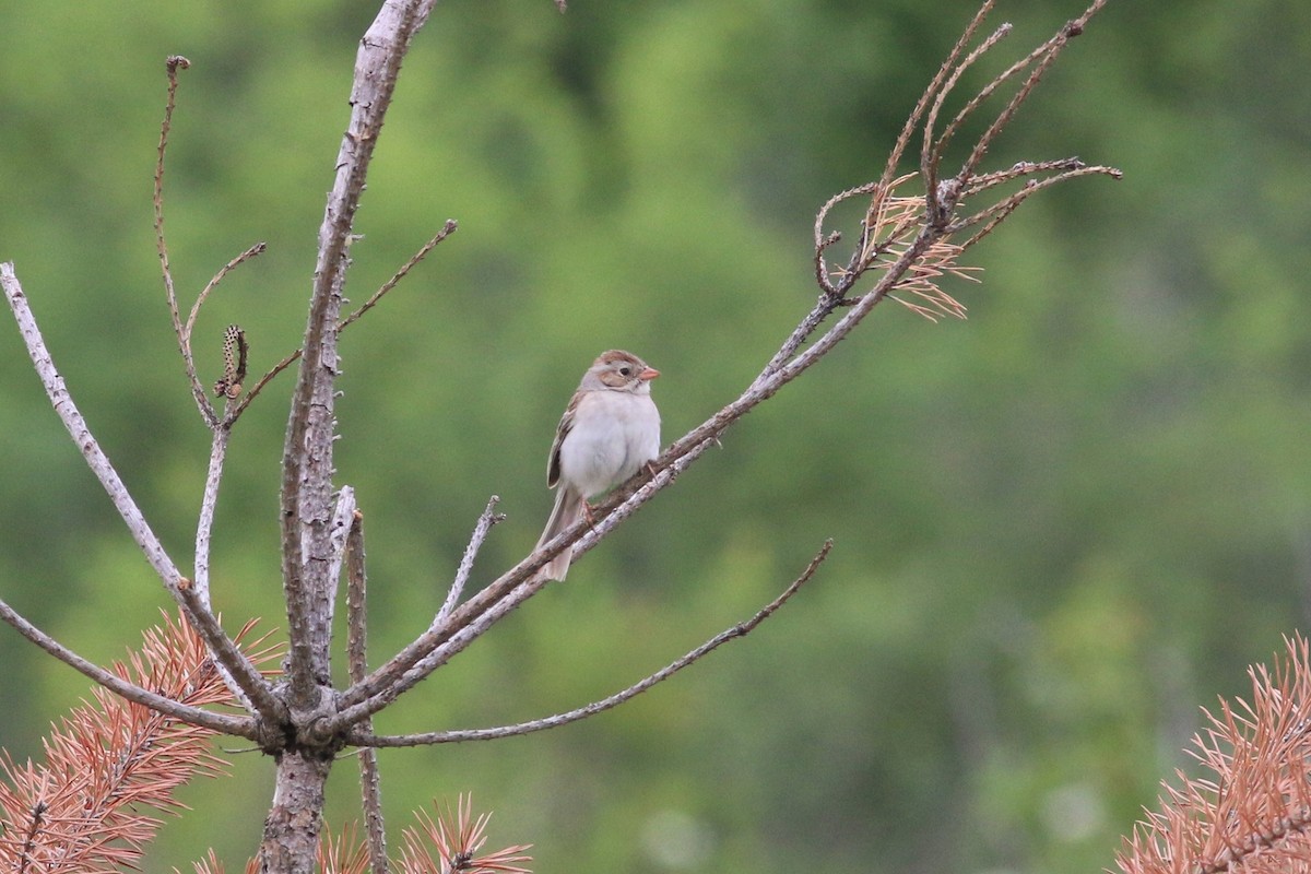 Clay-colored x Field Sparrow (hybrid) - ML631160290
