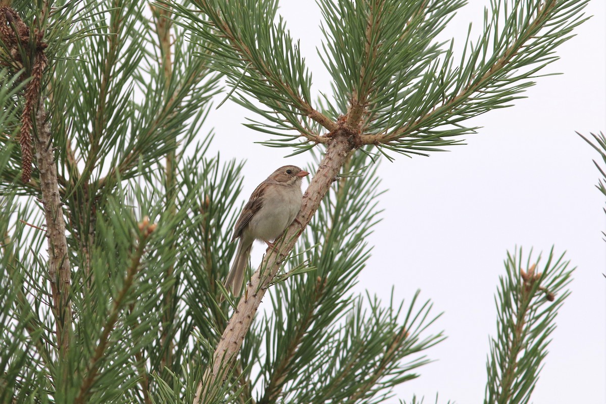 Clay-colored x Field Sparrow (hybrid) - ML631160291