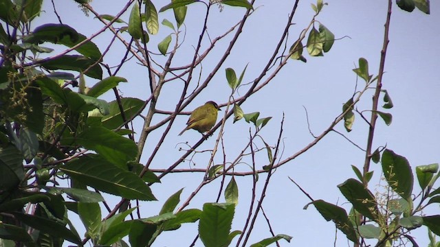 Baglafecht Weaver - ML631160313