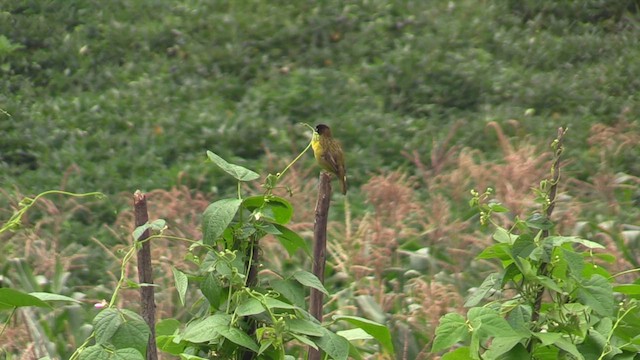 Baglafecht Weaver - ML631160565