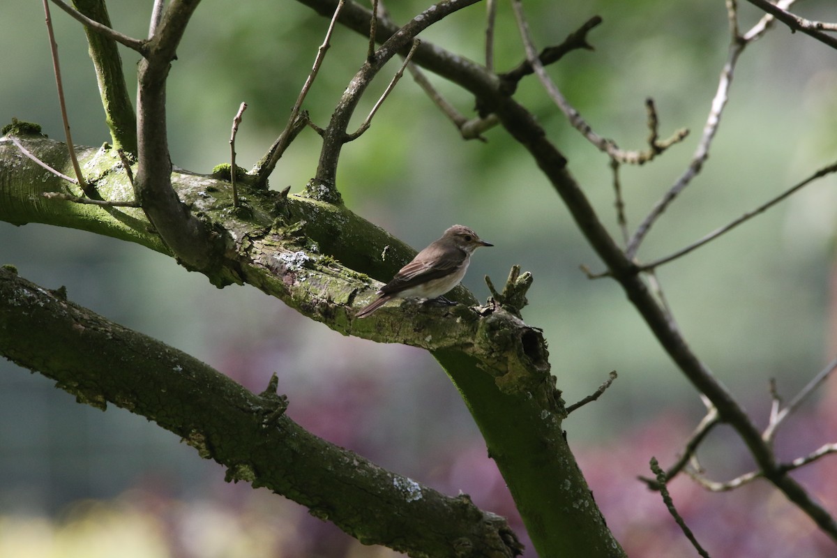 斑鶲 - ML631161020