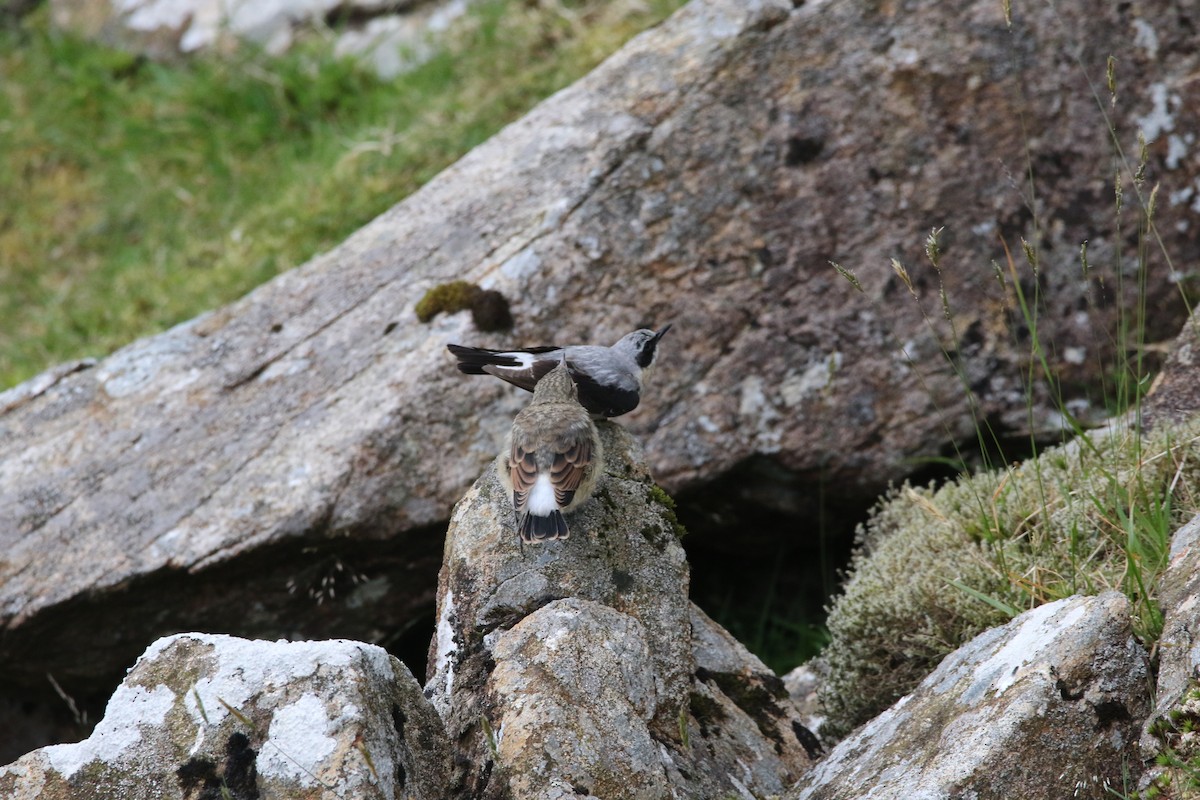 穗䳭 - ML631161038