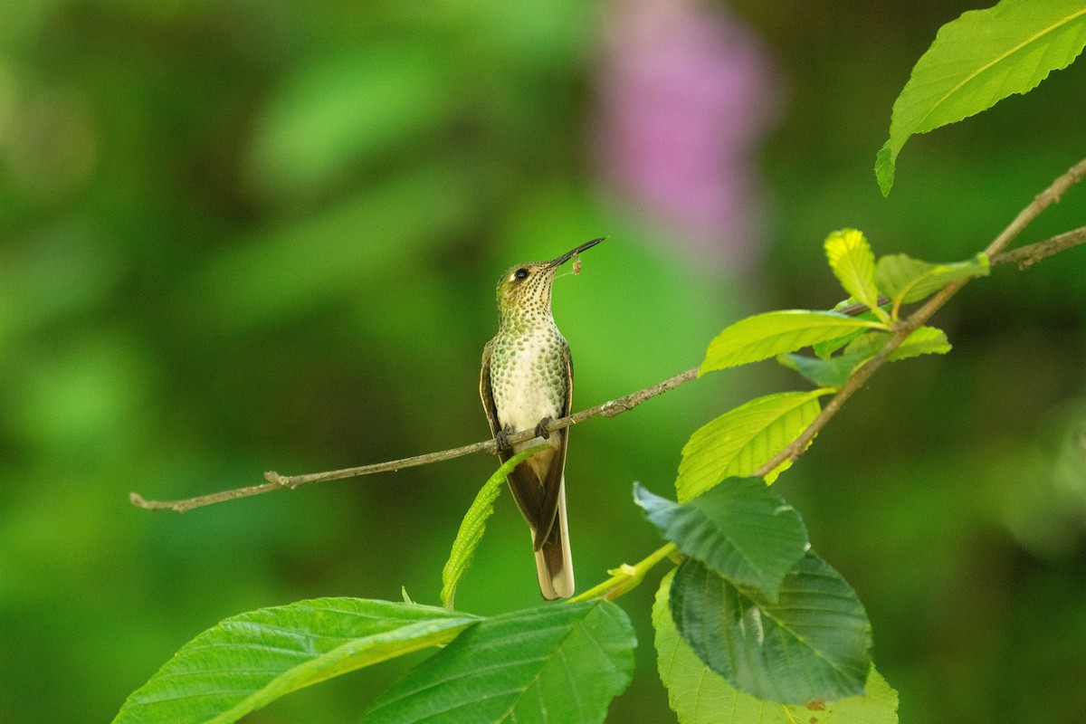 Red-tailed Comet - ML631161336