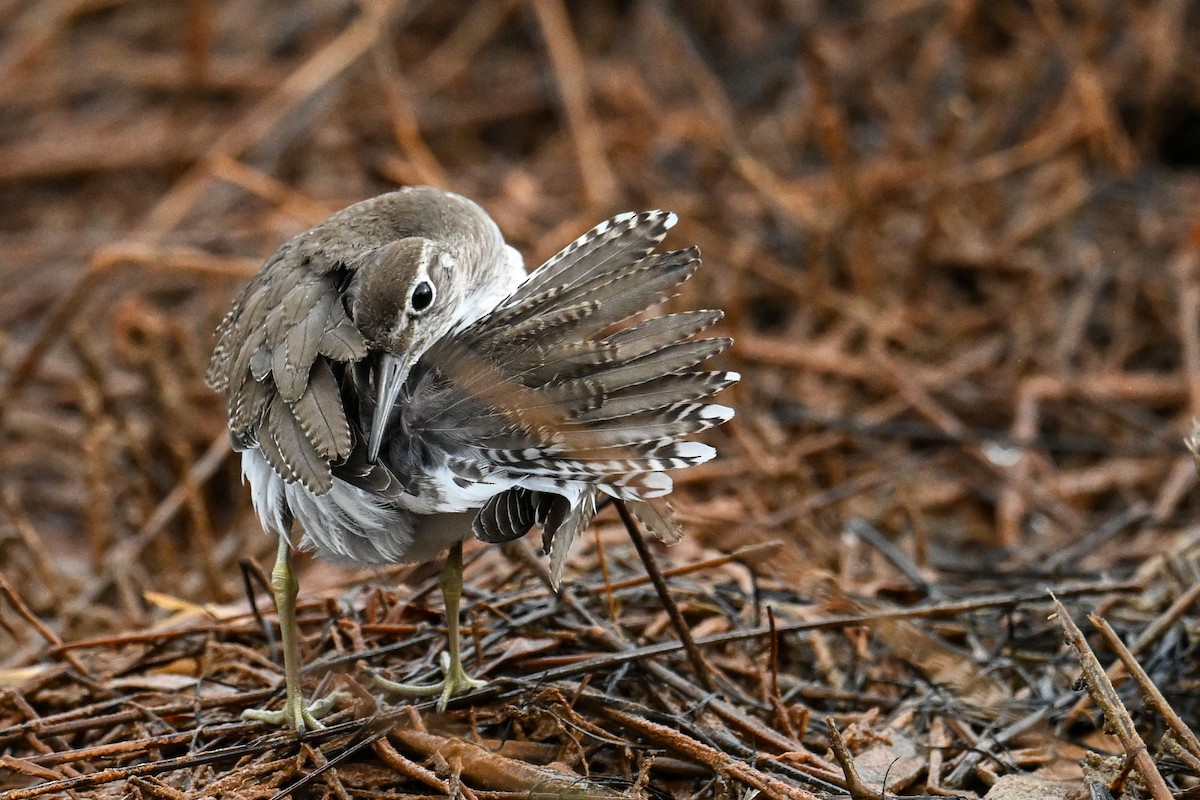 strandsnipe - ML631161856