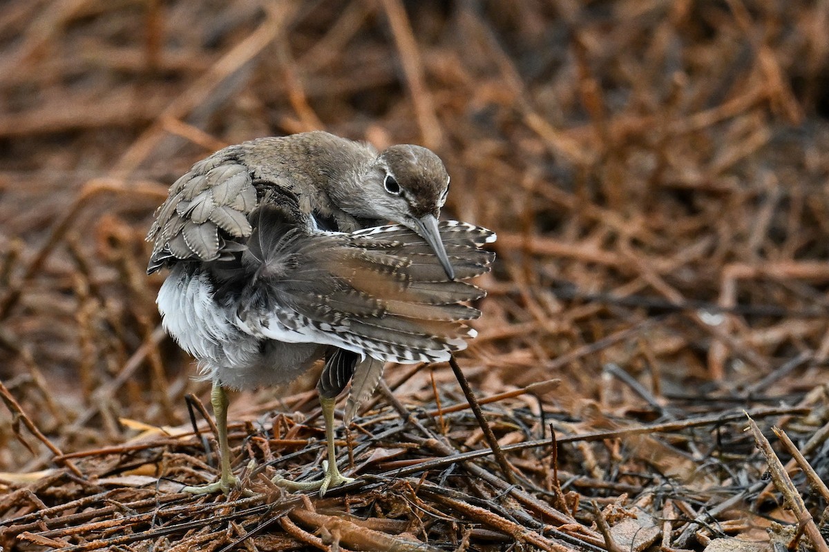 strandsnipe - ML631161858