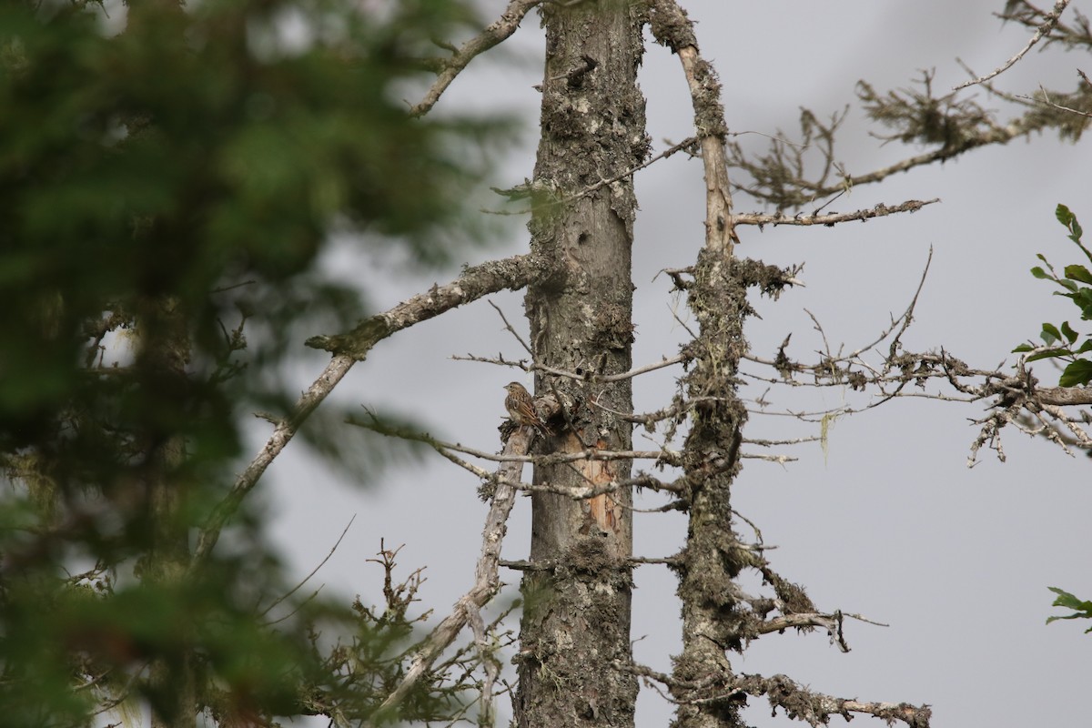 Rock Bunting - ML631162096