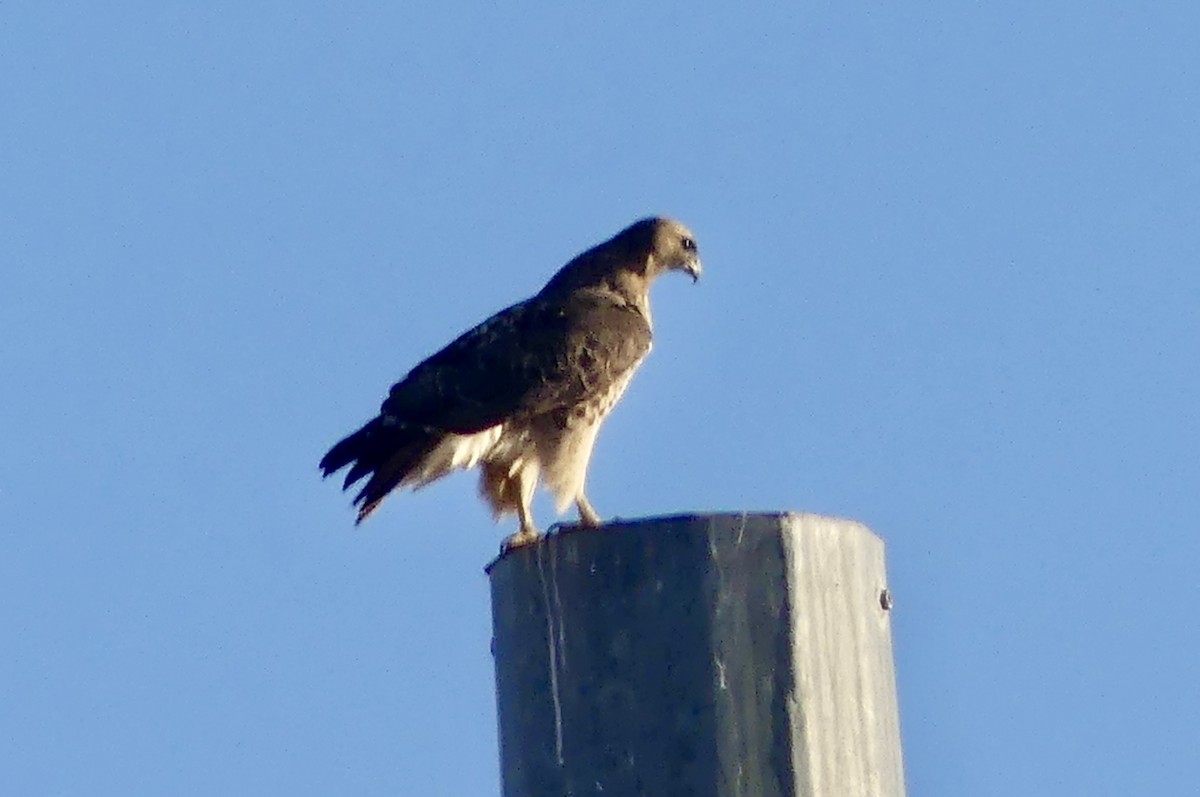 Red-tailed Hawk - ML631162321