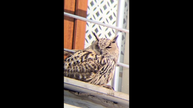 Eurasian Eagle-Owl - ML631162473