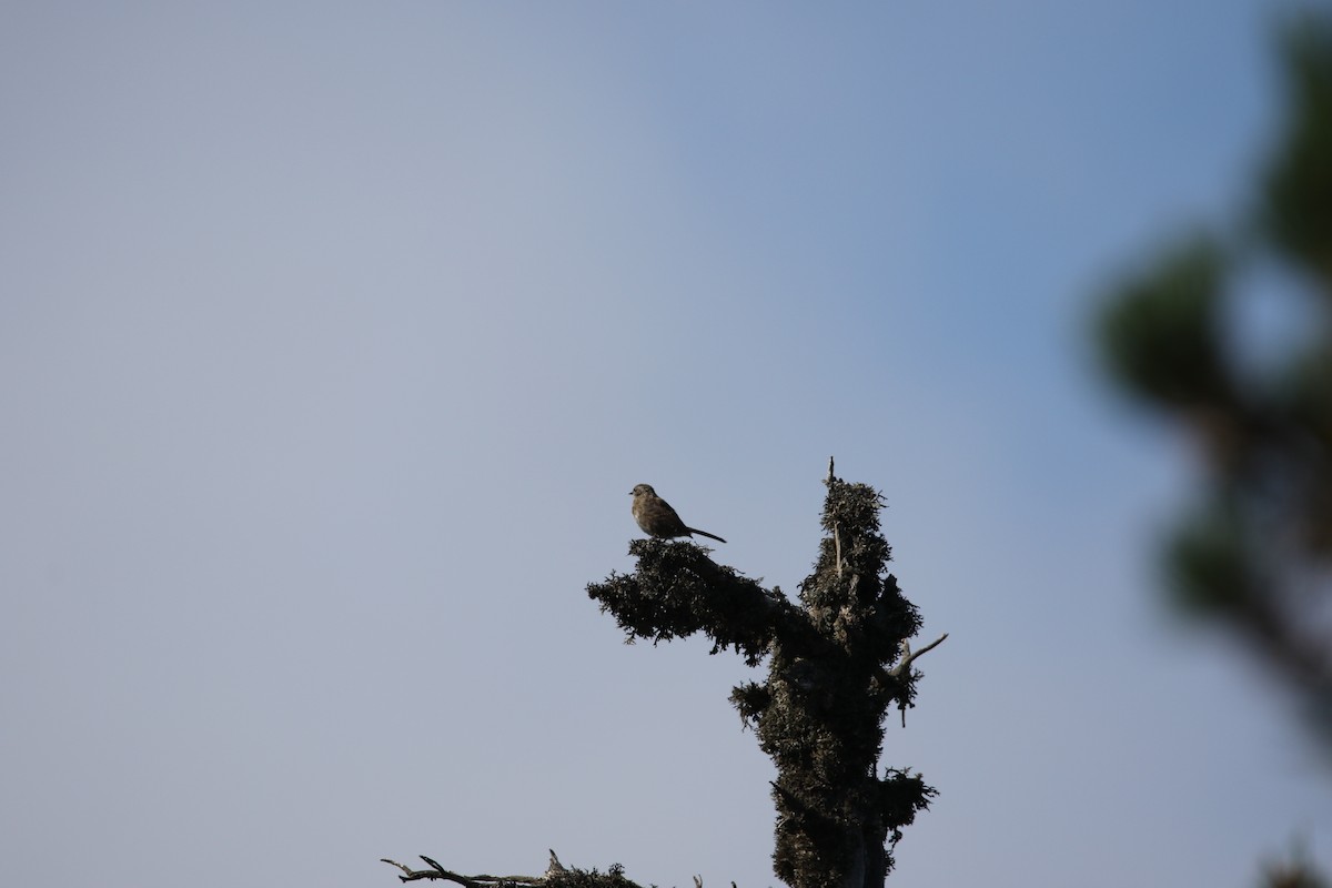 Dunnock - ML631162541